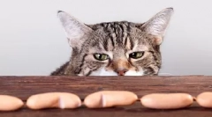 Дигестивниот систем